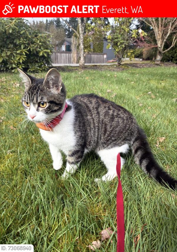 Lost Female Cat last seen 12th dr SE and 132nd St SE, Everett, WA 98208