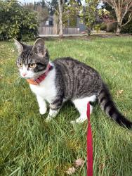Lost Female Cat last seen 12th dr SE and 132nd St SE, Everett, WA 98208