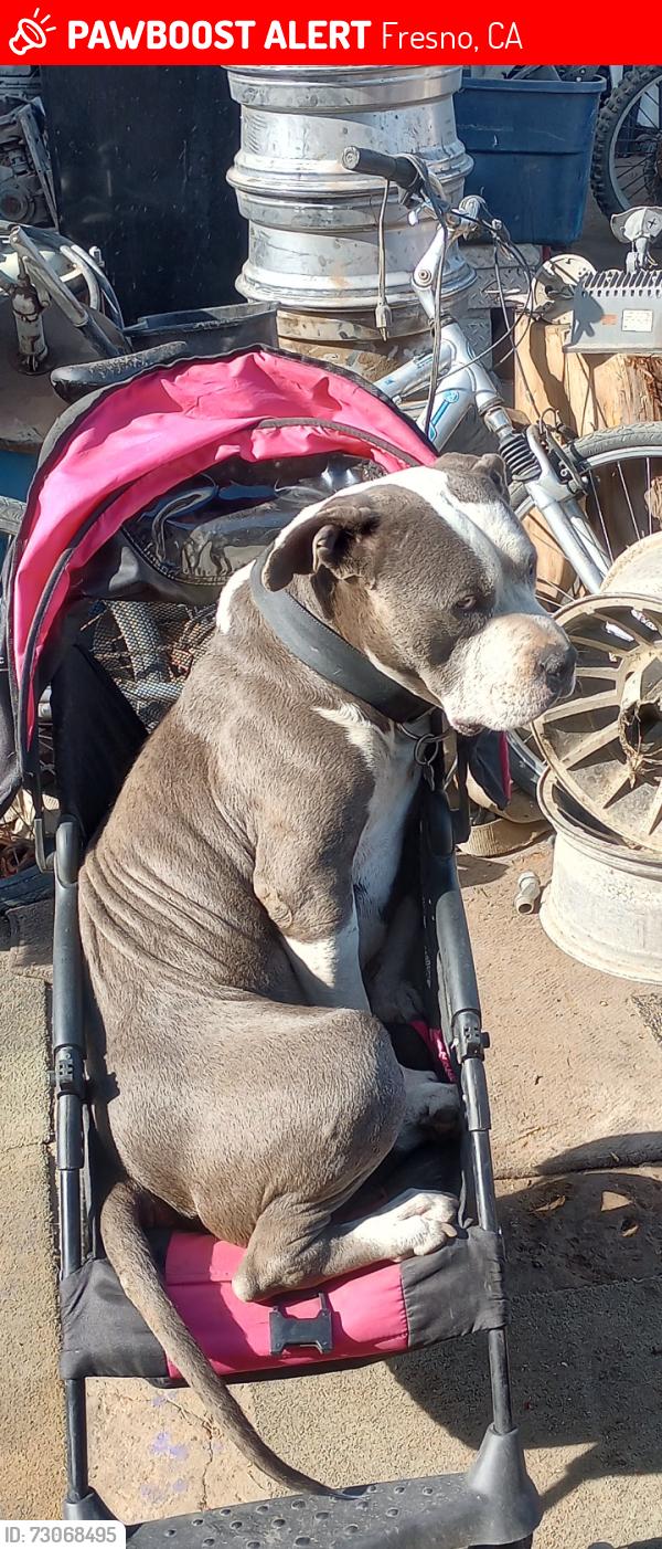 Lost Male Dog last seen Jensen/Blythe, Fresno, CA 93706