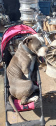 Lost Male Dog last seen Jensen/Blythe, Fresno, CA 93706