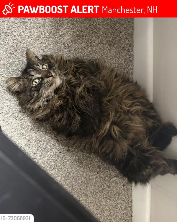 Lost Male Cat last seen Ferndale st., Manchester, NH 03103