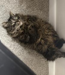 Lost Male Cat last seen Ferndale st., Manchester, NH 03103