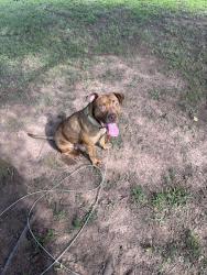 Found/Stray Male Dog last seen Sands road and north technology drive, Reidsville, NC 27320