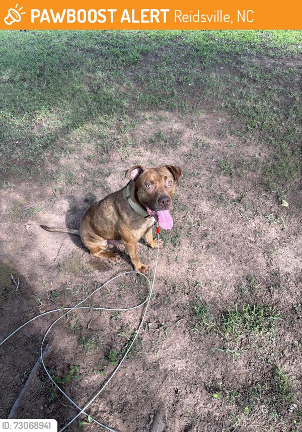 Found/Stray Male Dog last seen Sands road and north technology drive, Reidsville, NC 27320