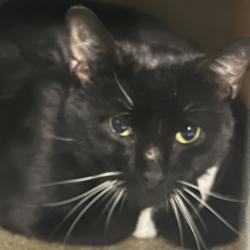 Shelter Stray Male Cat last seen , Animal Care & Control Team of Philly, 111 W Hunting Park Ave, Philadelphia, PA 19140, USA