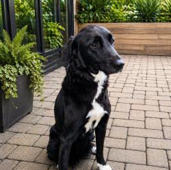 Reunited Female Dog last seen Harlem towards Niles , Chicago, IL 60631