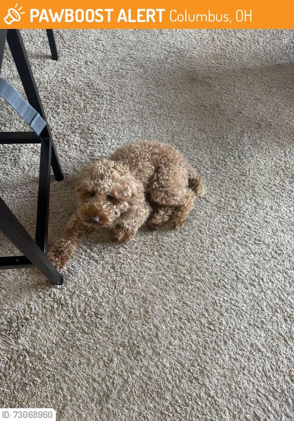 Found/Stray Male Dog last seen Near north high street, Columbus, OH 43215