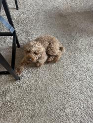 Found/Stray Male Dog last seen Near north high street, Columbus, OH 43215