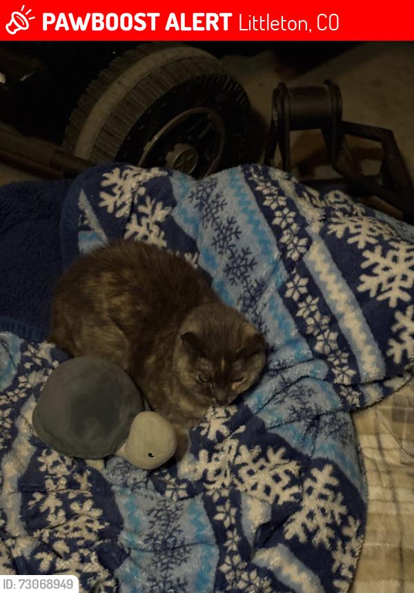 Lost Female Cat last seen Highlands Ranch parkway, Littleton, CO 80129