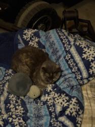 Lost Female Cat last seen Highlands Ranch parkway, Littleton, CO 80129