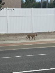 Found/Stray Unknown Dog last seen Running down Crenshaw towards PCH, Torrance, CA 90505
