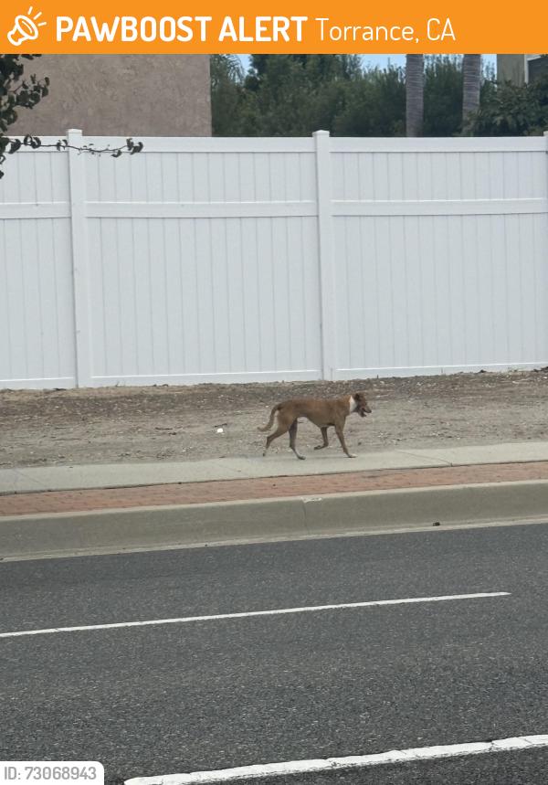 Found/Stray Unknown Dog last seen Running down Crenshaw towards PCH, Torrance, CA 90505
