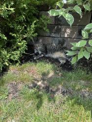 Reunited Female Cat last seen Near Leeside Crescent, Mississauga, ON L5M 5K6, Canada, Mississauga, ON L5M 5K6