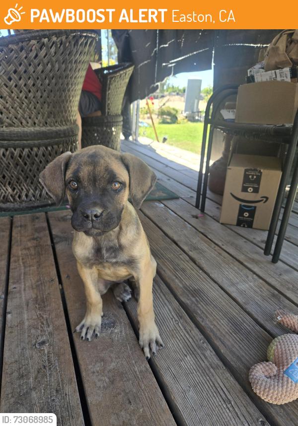 Found/Stray Female Dog last seen WUHS football stadium area, Easton, CA 93706