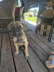 Found/Stray Female Dog last seen WUHS football stadium area, Easton, CA 93706