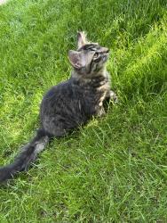Lost Male Cat last seen Last seen on Station Road, Alsager ST7, Alsager, England ST7 2PD