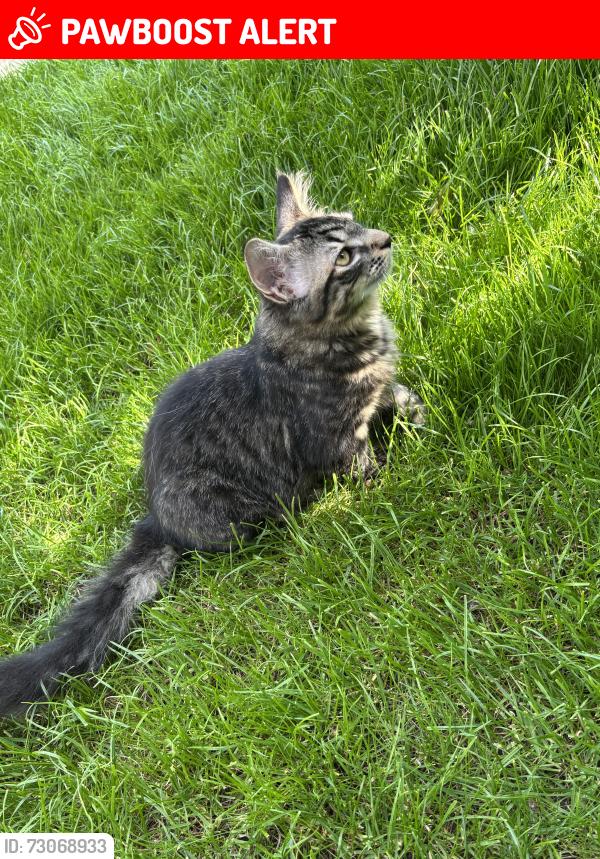 Lost Male Cat last seen Last seen on Station Road, Alsager ST7, Alsager, England ST7 2PD
