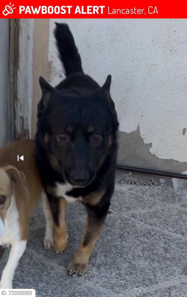 Lost Male Dog last seen 13th St W, Lancaster, CA 93534