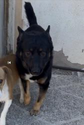 Lost Male Dog last seen 13th St W, Lancaster, CA 93534