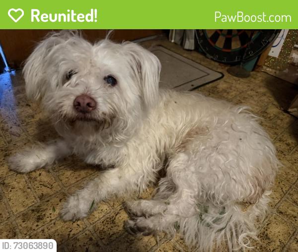 Reunited Male Dog last seen Fruitvale & 580, Oakland, CA 94602