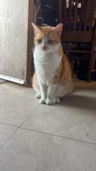 Reunited Male Cat last seen Broadway and Santa fe, Florence-Graham, CA 90255