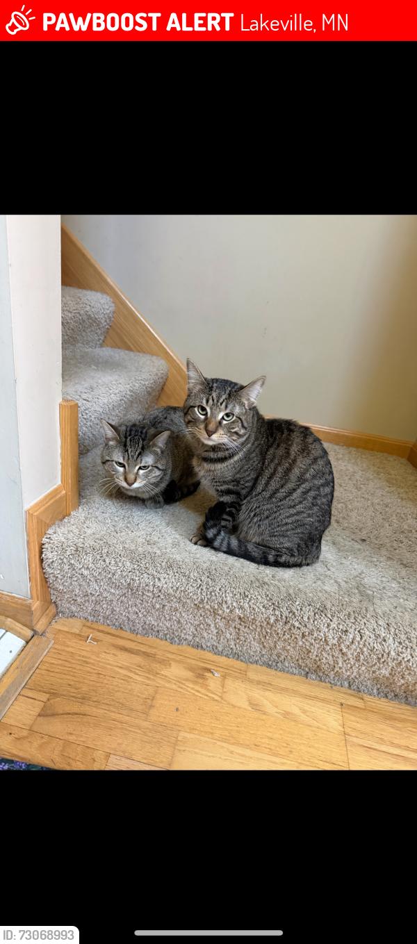 Lost Male Cat last seen Jamison Path, Lakeville, MN 55044