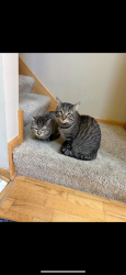 Lost Male Cat last seen Jamison Path, Lakeville, MN 55044