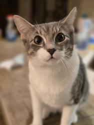 Lost Female Cat last seen Sonoma Ranch, Helotes, TX 78023