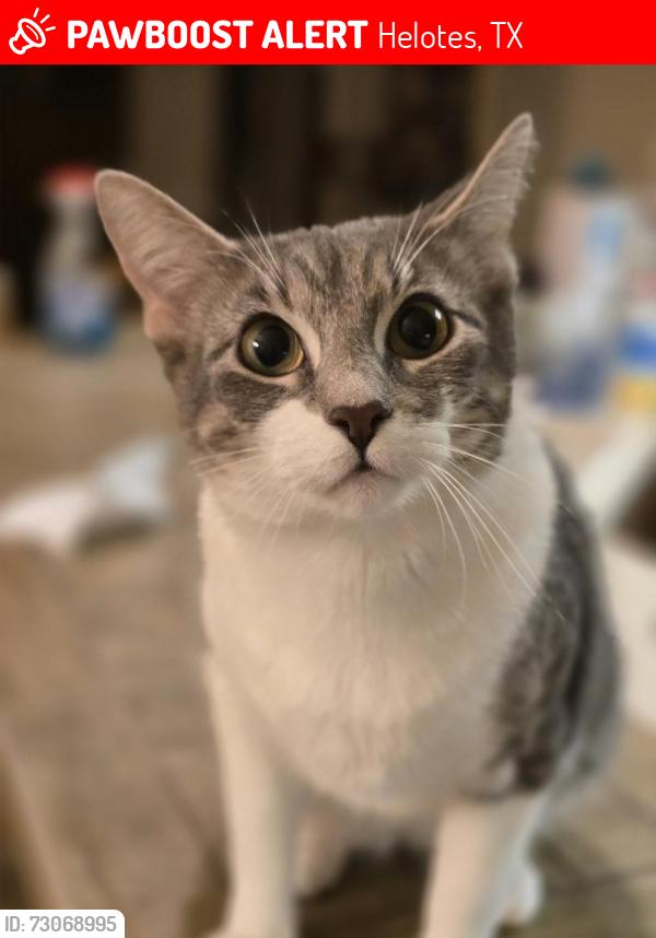 Lost Female Cat last seen Sonoma Ranch, Helotes, TX 78023