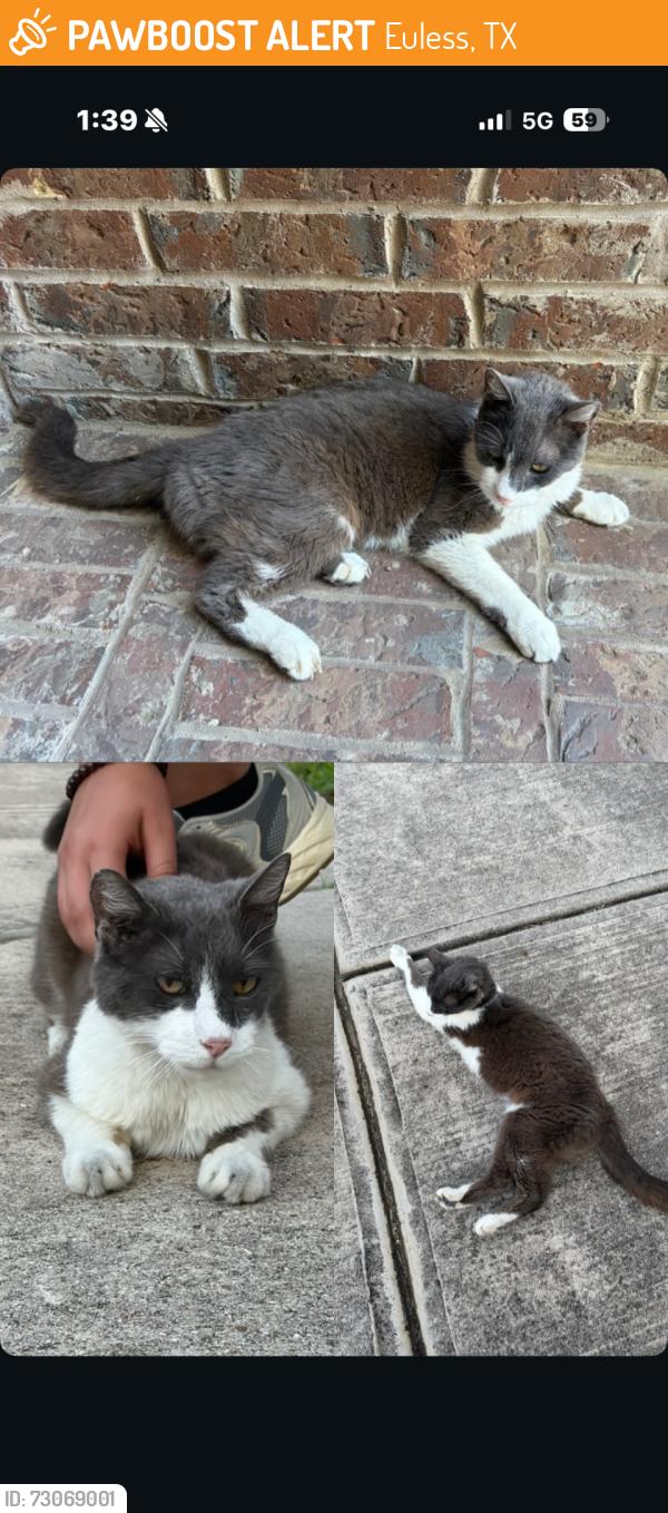 Found/Stray Unknown Cat last seen Bear Creek Elementary, Euless, TX 76039
