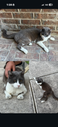 Found/Stray Unknown Cat last seen Bear Creek Elementary, Euless, TX 76039