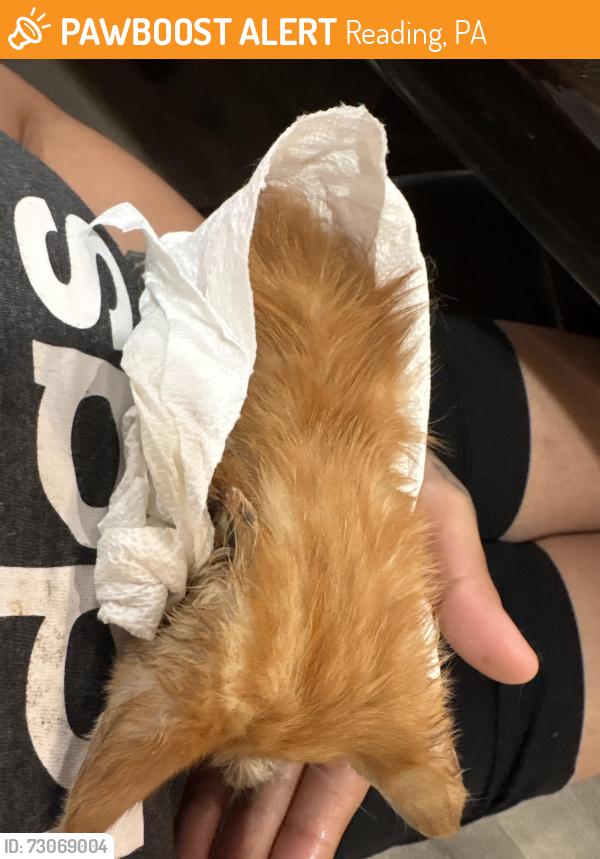 Found/Stray Unknown Cat last seen 9th street , Reading, PA 19604