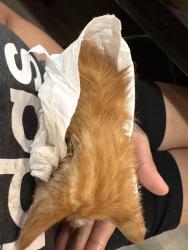 Found/Stray Unknown Cat last seen 9th street , Reading, PA 19604