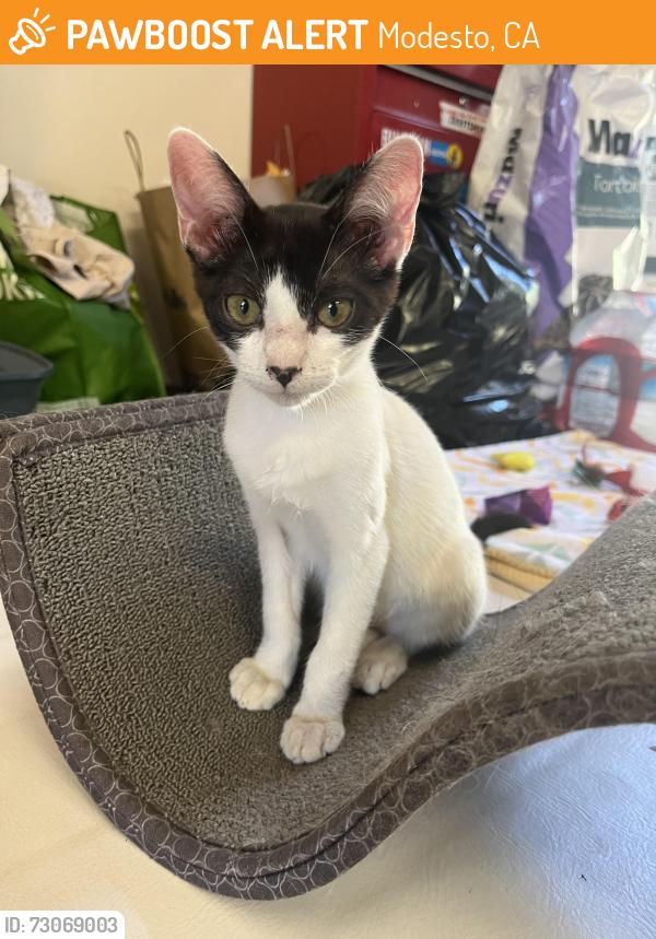 Found/Stray Female Cat last seen Lucern & Castle Street, Modesto, CA 95350