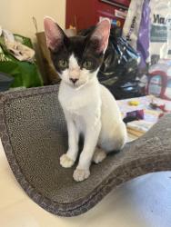 Found/Stray Female Cat last seen Lucern & Castle Street, Modesto, CA 95350