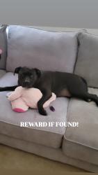 Lost Female Dog last seen I10 and waelder, Waelder, TX 78959