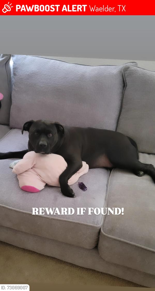 Lost Female Dog last seen I10 and waelder, Waelder, TX 78959