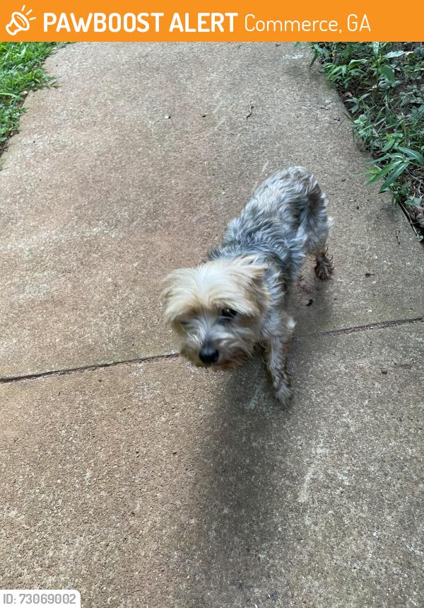 Found/Stray Male Dog last seen Rattletrap and Rose Lane, Commerce, GA 30529