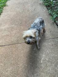 Found/Stray Male Dog last seen Rattletrap and Rose Lane, Commerce, GA 30529