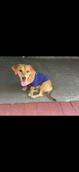 Lost Female Dog last seen Collins st, Arlington, TX 76011