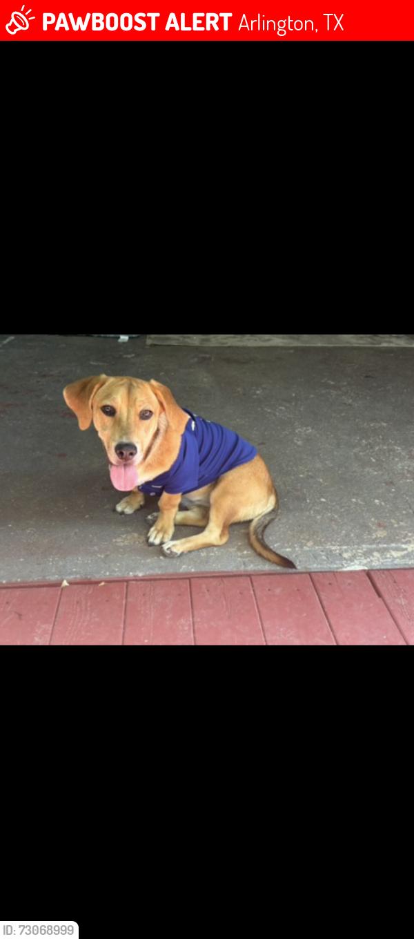 Lost Female Dog last seen Collins st, Arlington, TX 76011