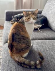 Reunited Female Cat last seen Cannon street and Sherman Ave, Hamilton, ON L8L 6K5