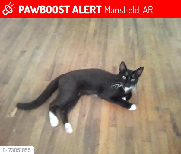 Lost Male Cat last seen Wildwoods Rd & Hwy 378. Mansfield, AR, Mansfield, AR 72944