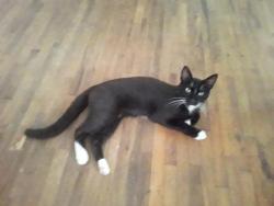 Lost Male Cat last seen Wildwoods Rd & Hwy 378. Mansfield, AR, Mansfield, AR 72944
