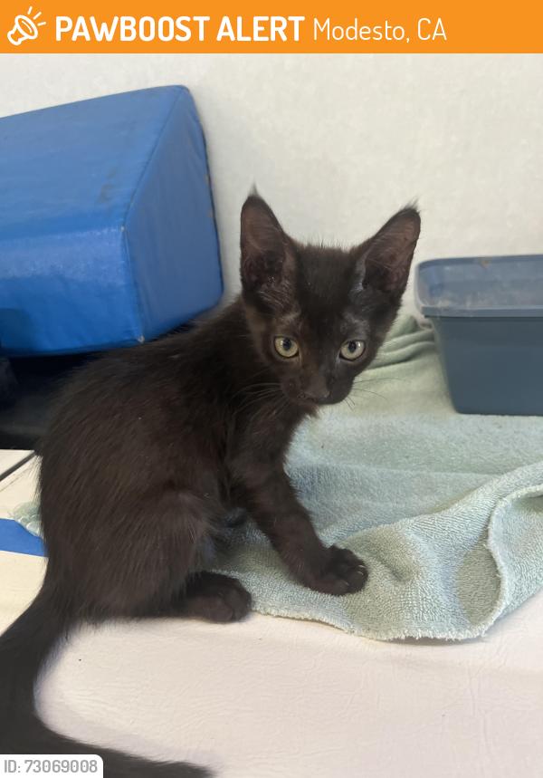 Found/Stray Male Cat last seen Castle and Lucern, Modesto, CA 95350