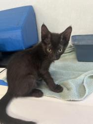 Found/Stray Male Cat last seen Castle and Lucern, Modesto, CA 95350