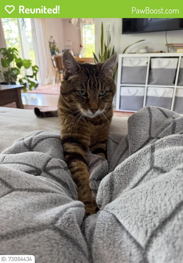 Reunited Female Cat last seen Iron horse trail & Hillgrade Ave, Alamo, Alamo, CA 94507