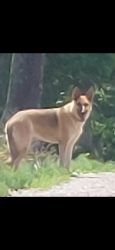 Found/Stray Female Dog last seen Cecil farm road, High Point, NC 27263