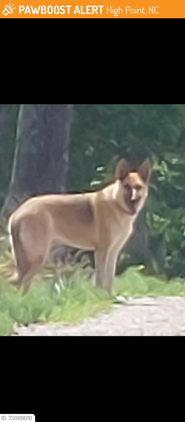 Found/Stray Female Dog last seen Cecil farm road, High Point, NC 27263