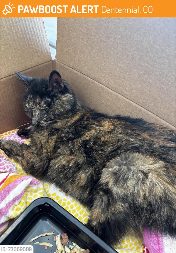 Found/Stray Female Cat last seen in the chenango subdivision, Centennial, CO 80112